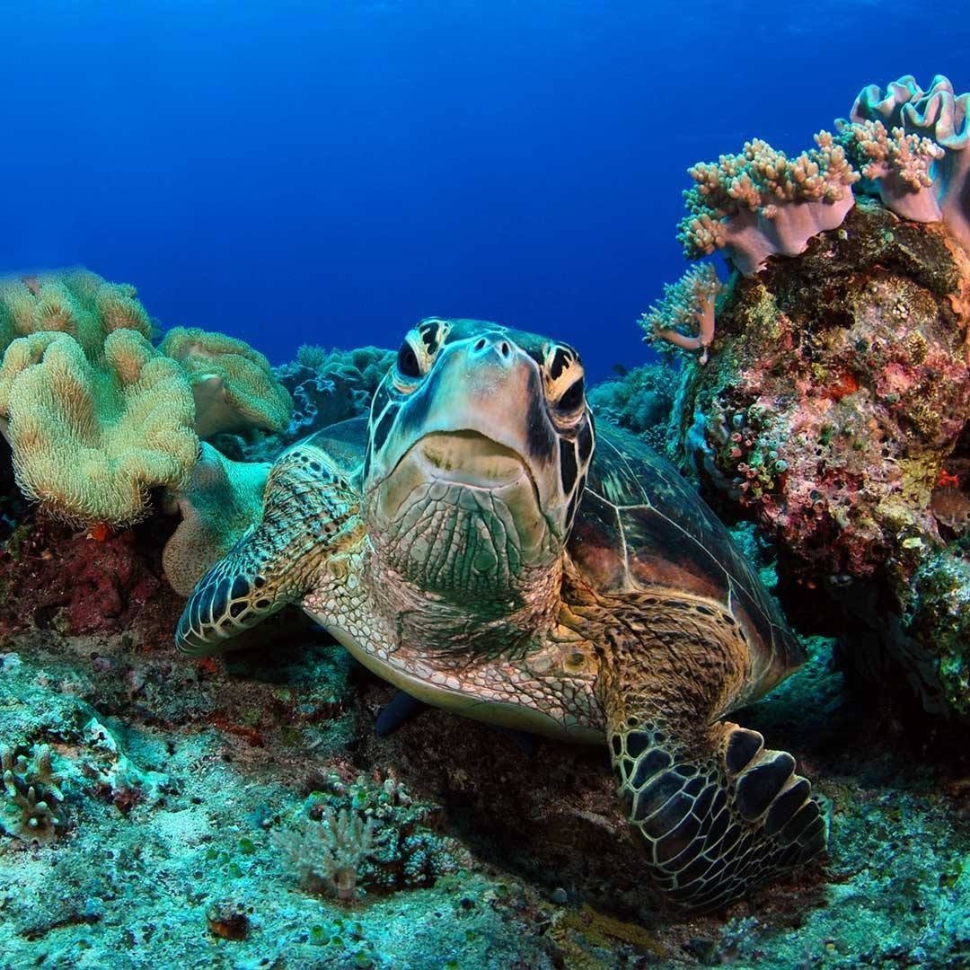apo island dumaguete
