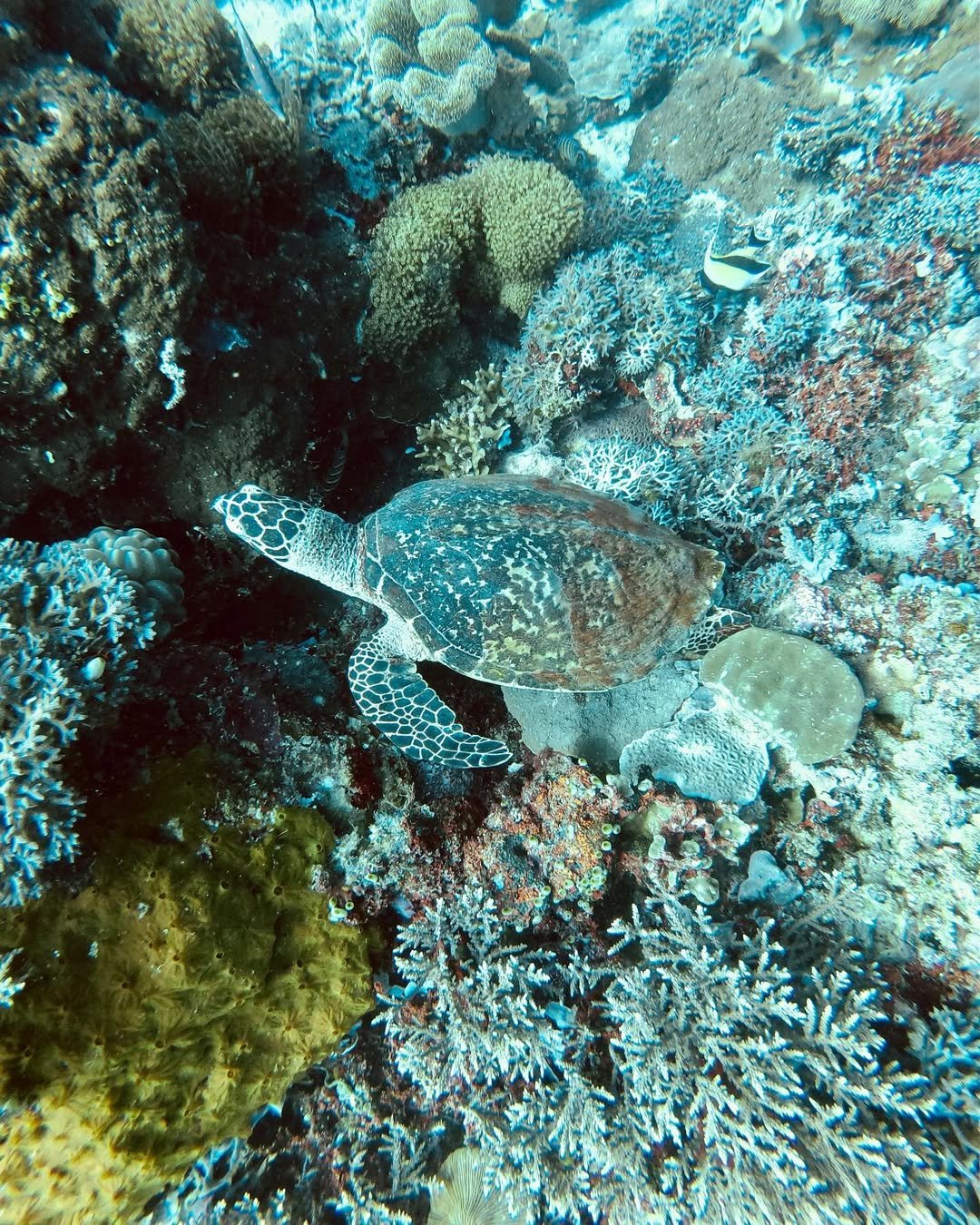 apo island photo