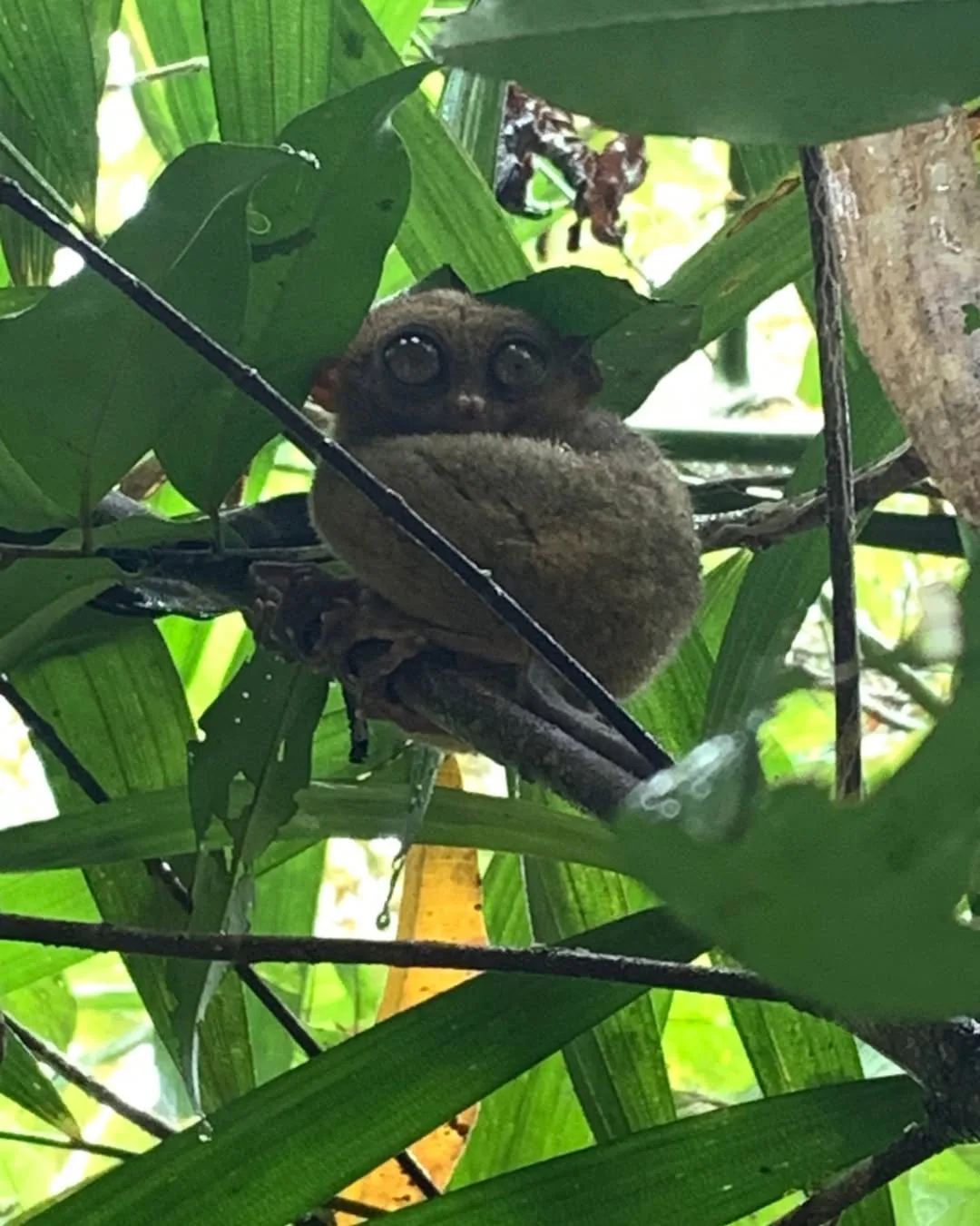 Tarsier Sanctuary in Corella Bohol