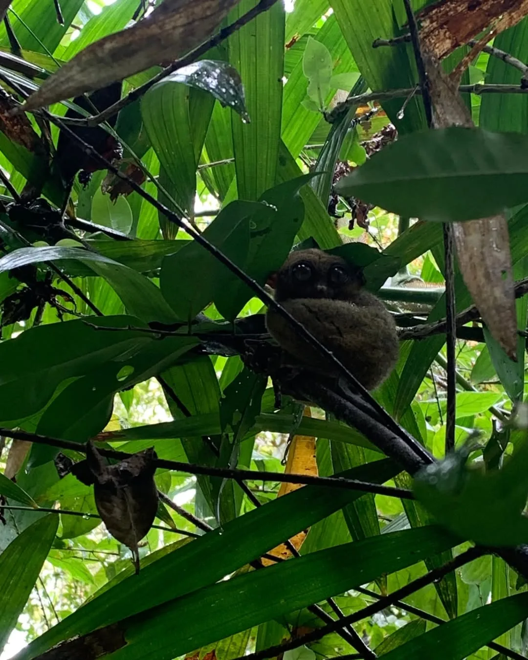 Tarsier Sanctuary in Corella Bohol