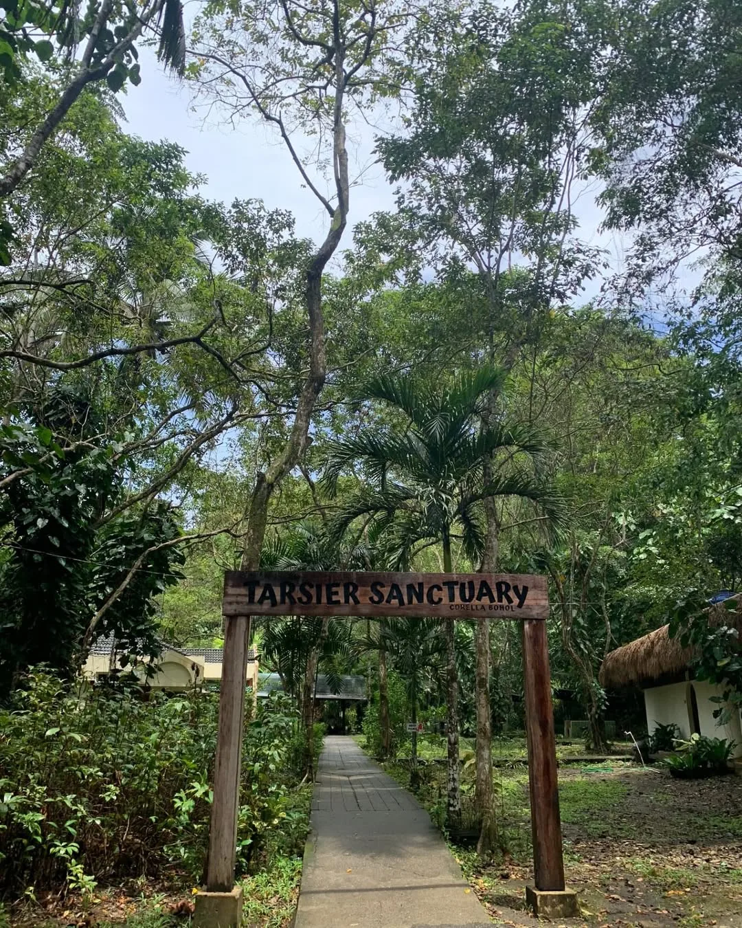 Tarsier Sanctuary in Corella Bohol