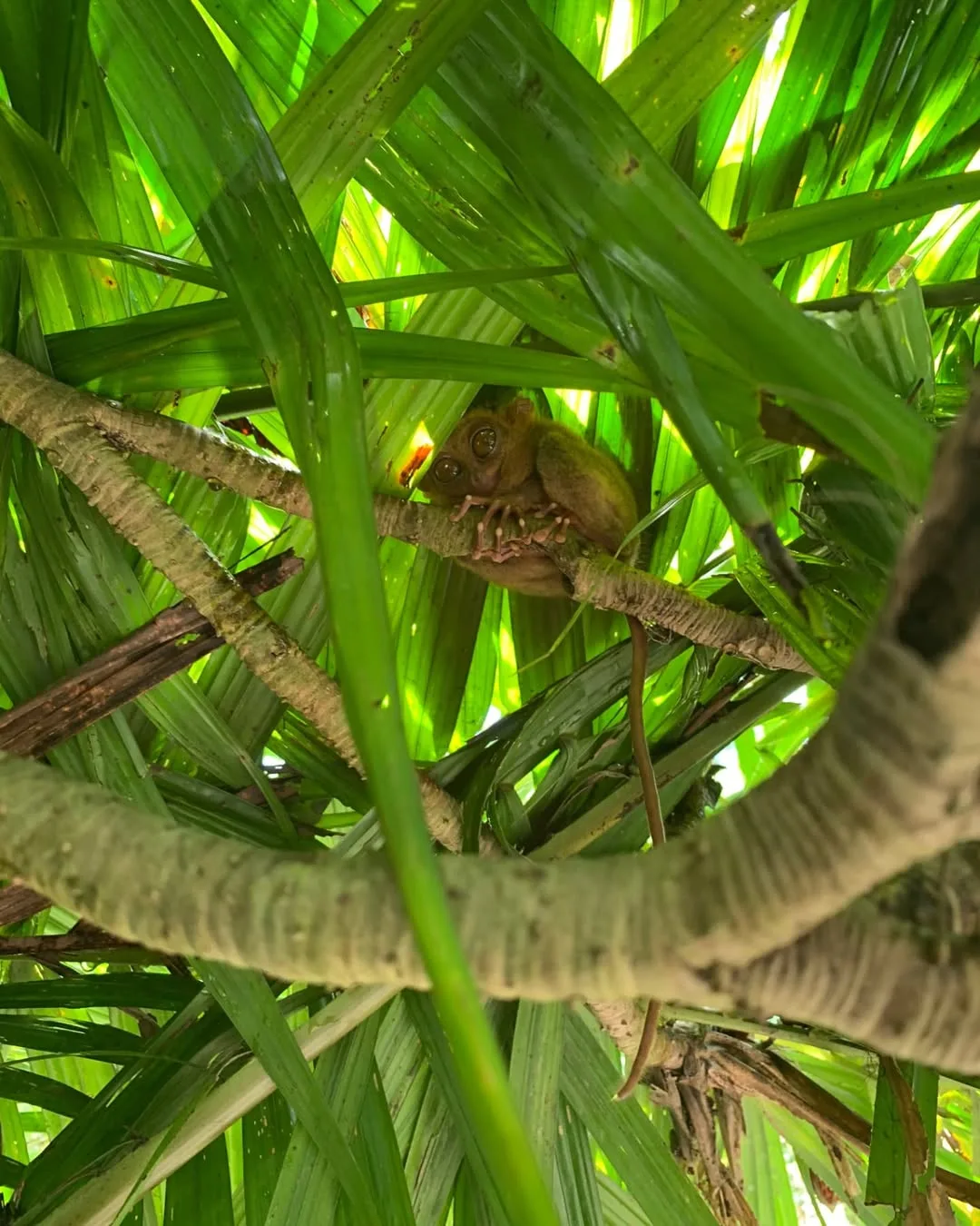 Tarsier Sanctuary in Corella Bohol
