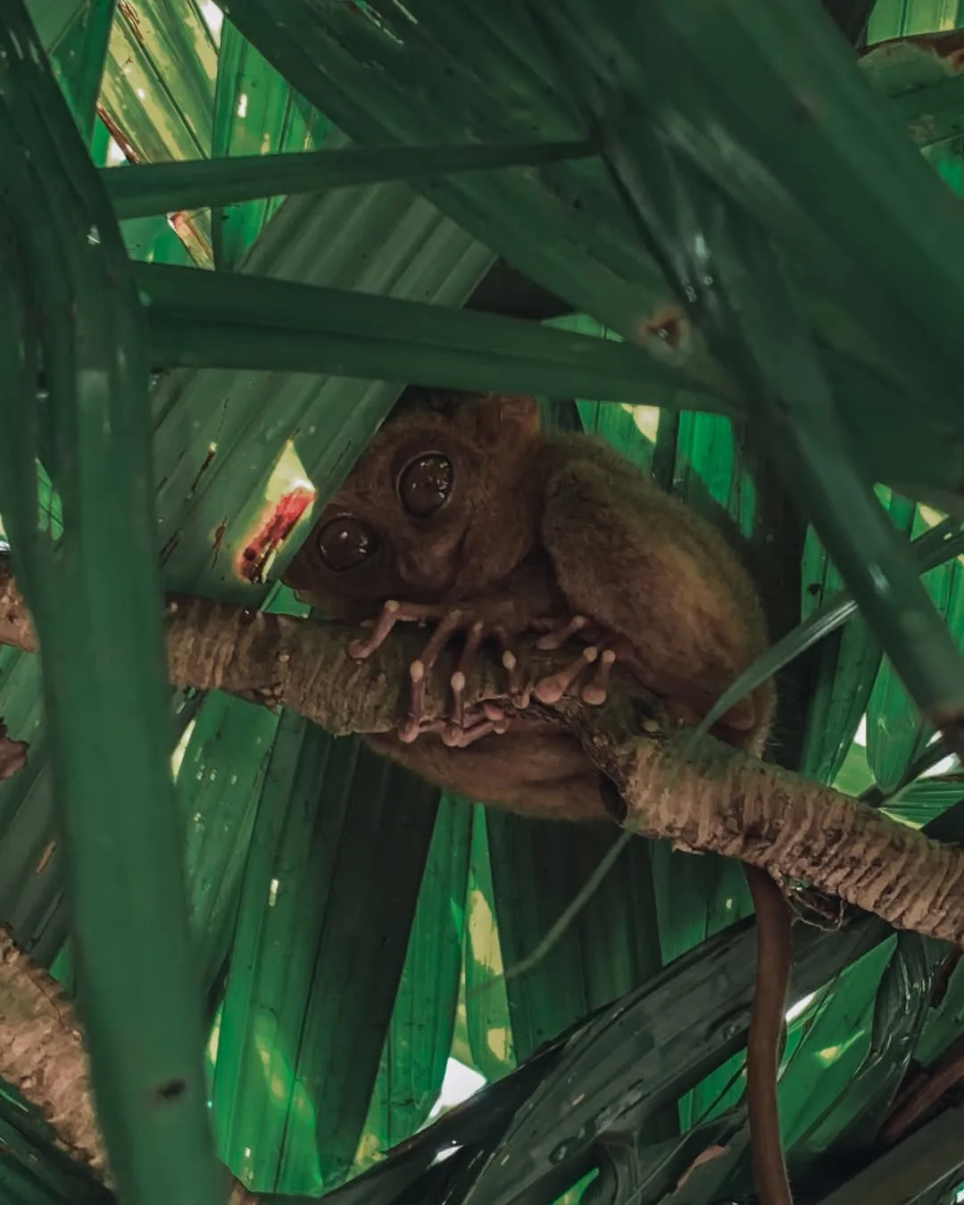 Tarsier Sanctuary in Corella Bohol
