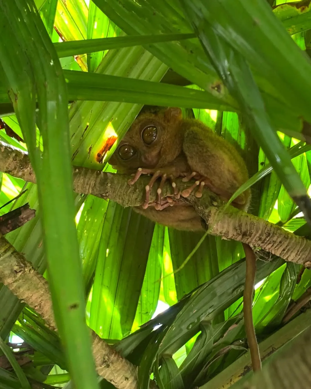 Tarsier Sanctuary in Corella Bohol