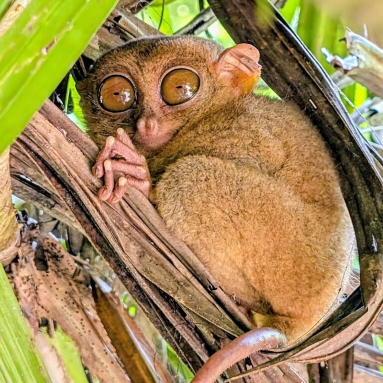 Tarsier Sanctuary in Corella Bohol