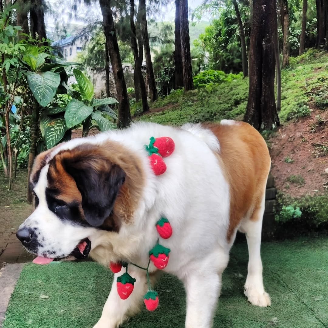 wright park baguio