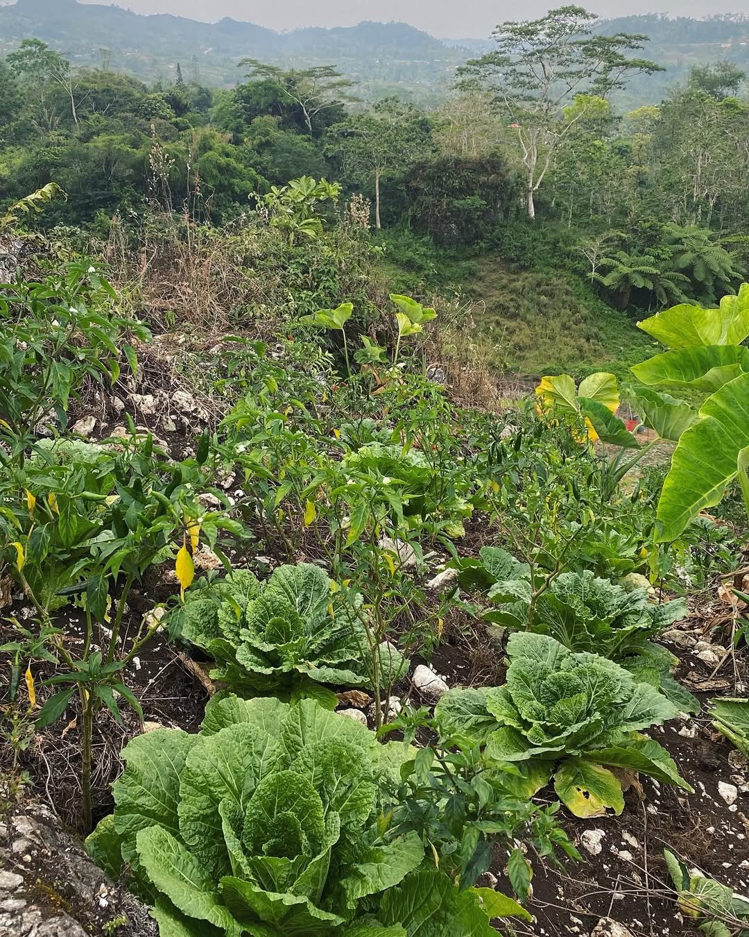 osmeña peak