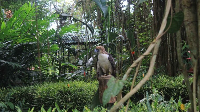 Philippine eagle center davao tourist spot