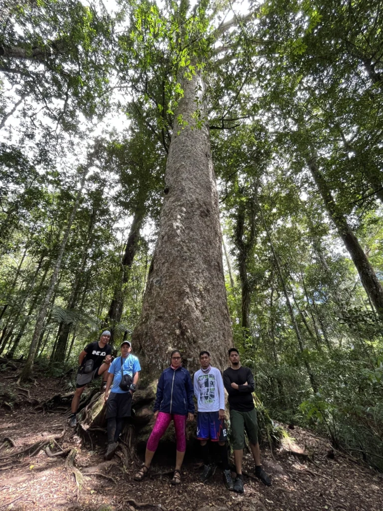 mt. apo century tree
