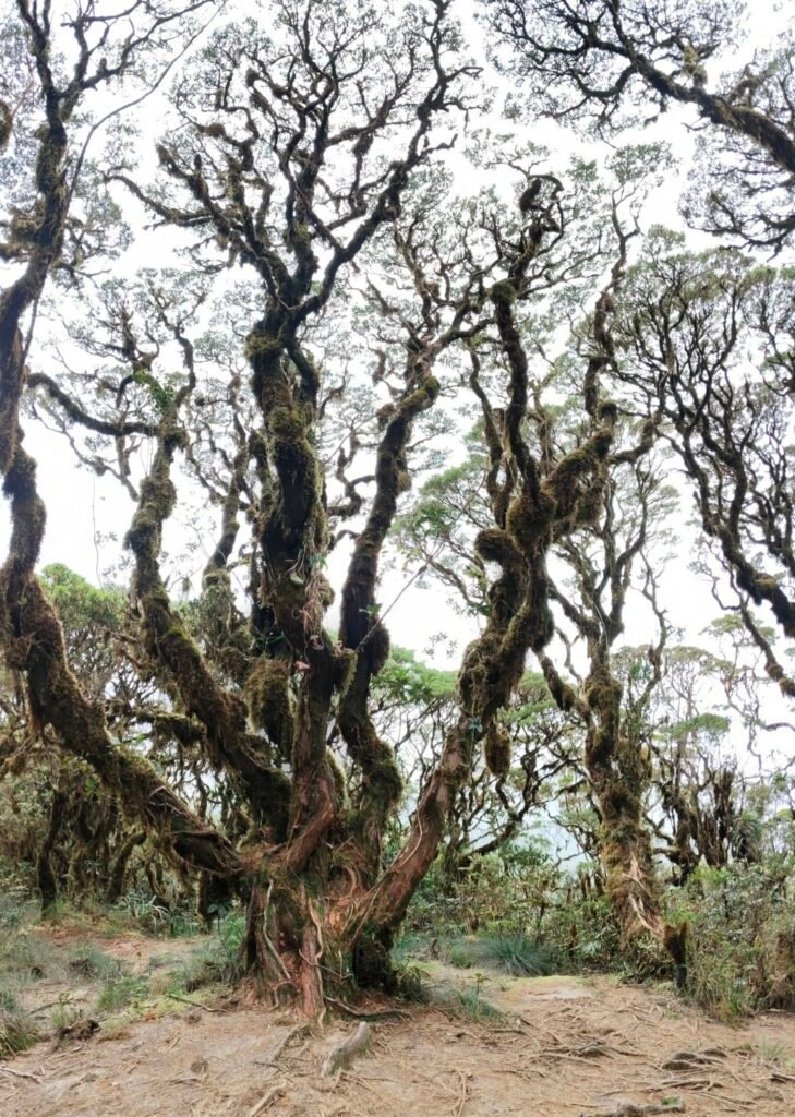 Mt. Madja-as (Culasi, Antique)