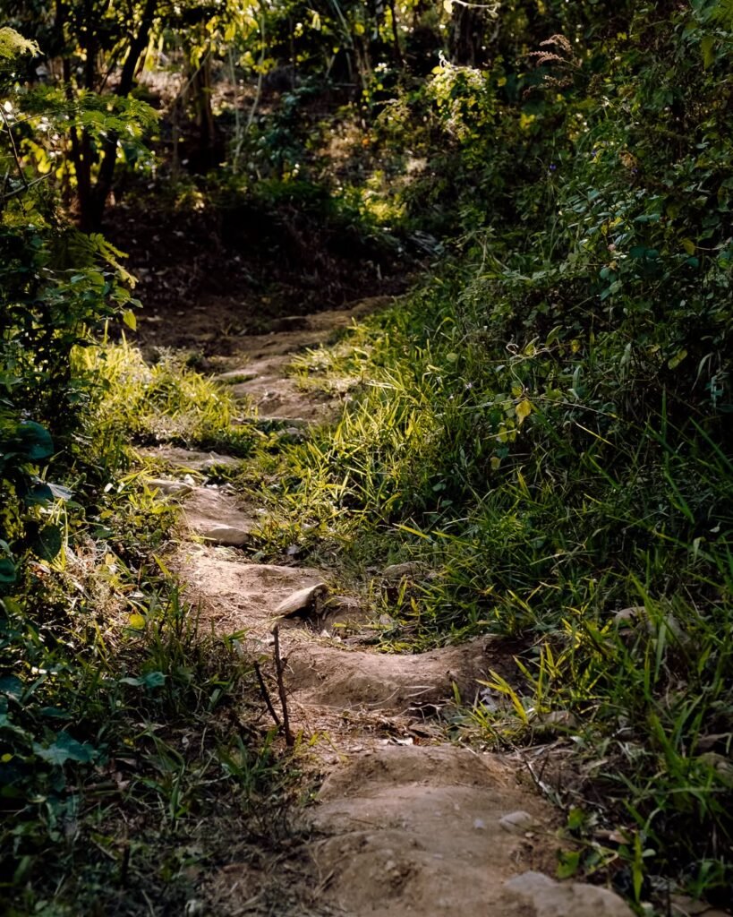 Forested trail on Mt. Lantik with bamboo groves and fruit trees lining the loamy soil path in Barangay Aga, Nasugbu