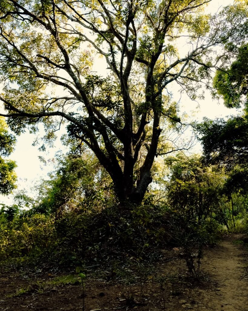 Mt. Talamitam Photo