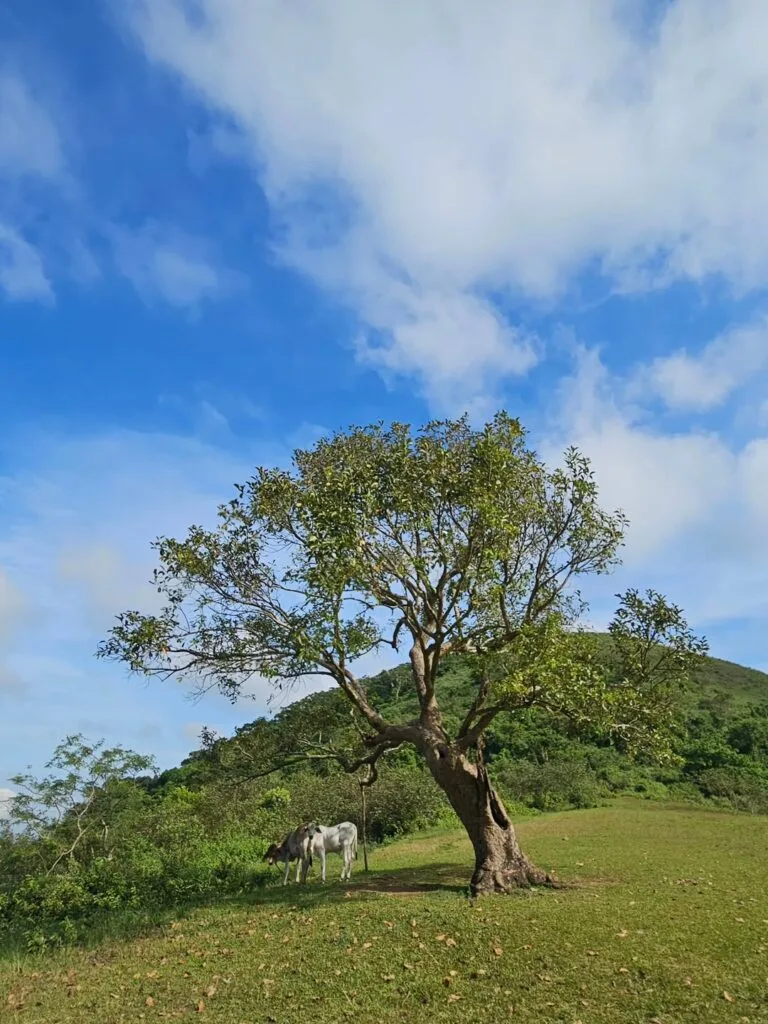 Mt. Apayang Summit