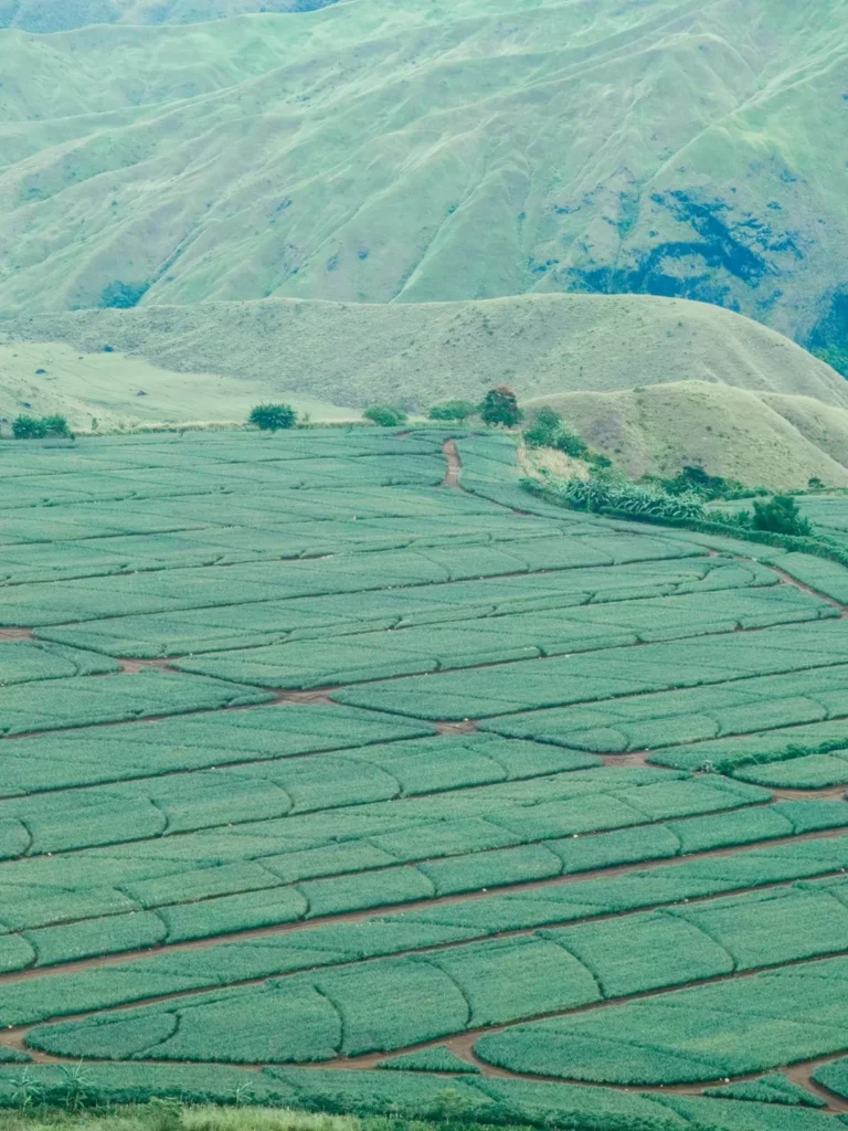 Cultivated farmland below Panimahawa Ridge with geometric fields and grassy slopes in Impalutao, Impasug-ong, Bukidnon.