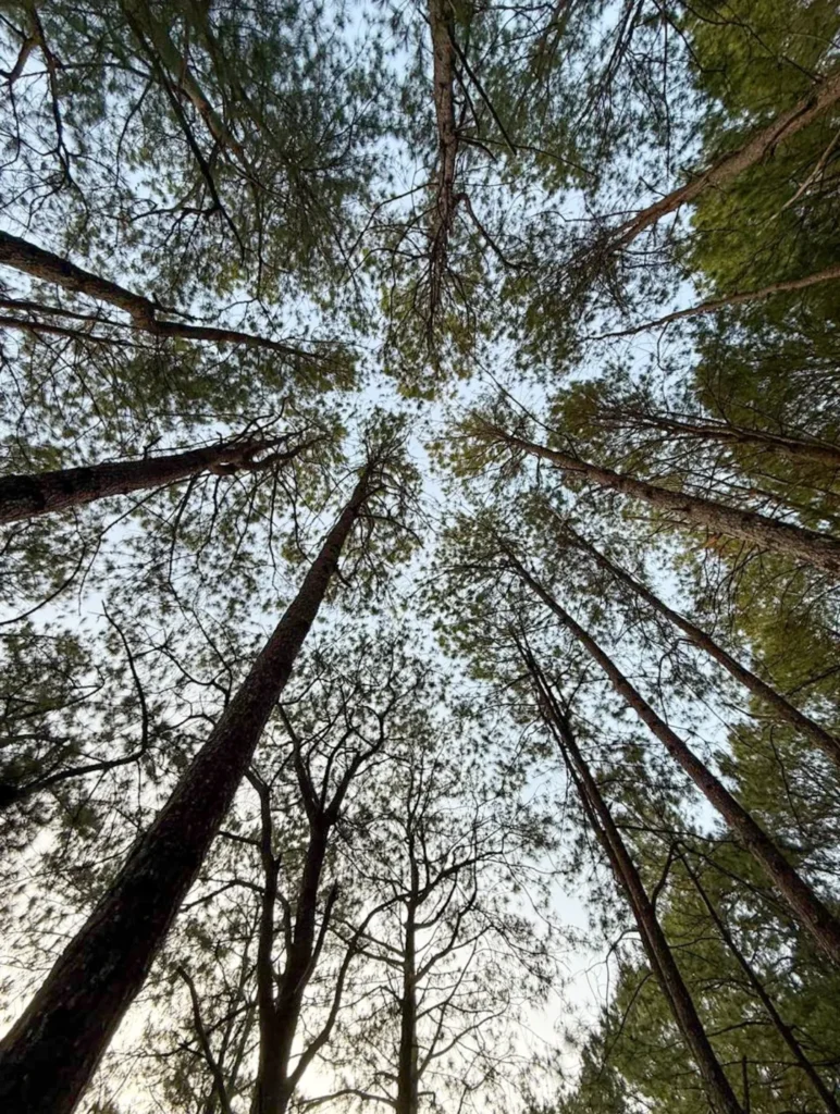 Upward view of tall pine trees canopy along the Mt. Kotkot trail in Benguet