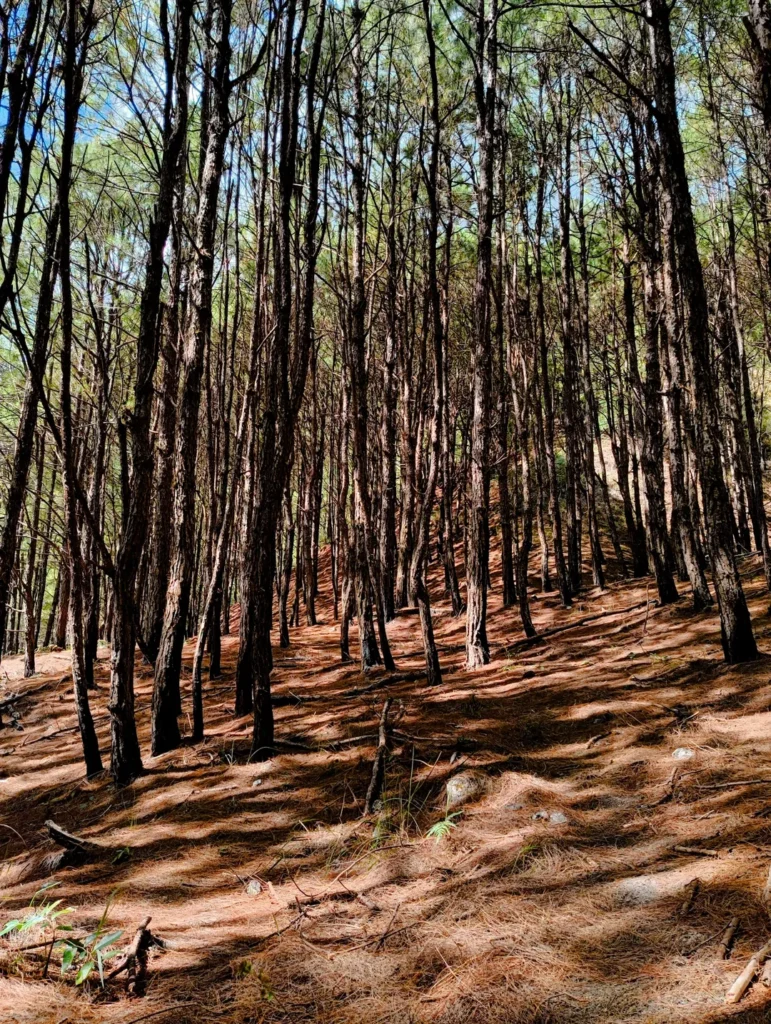 Pine forest on Mt. Kotkot with sunlit trees and needle-covered ground