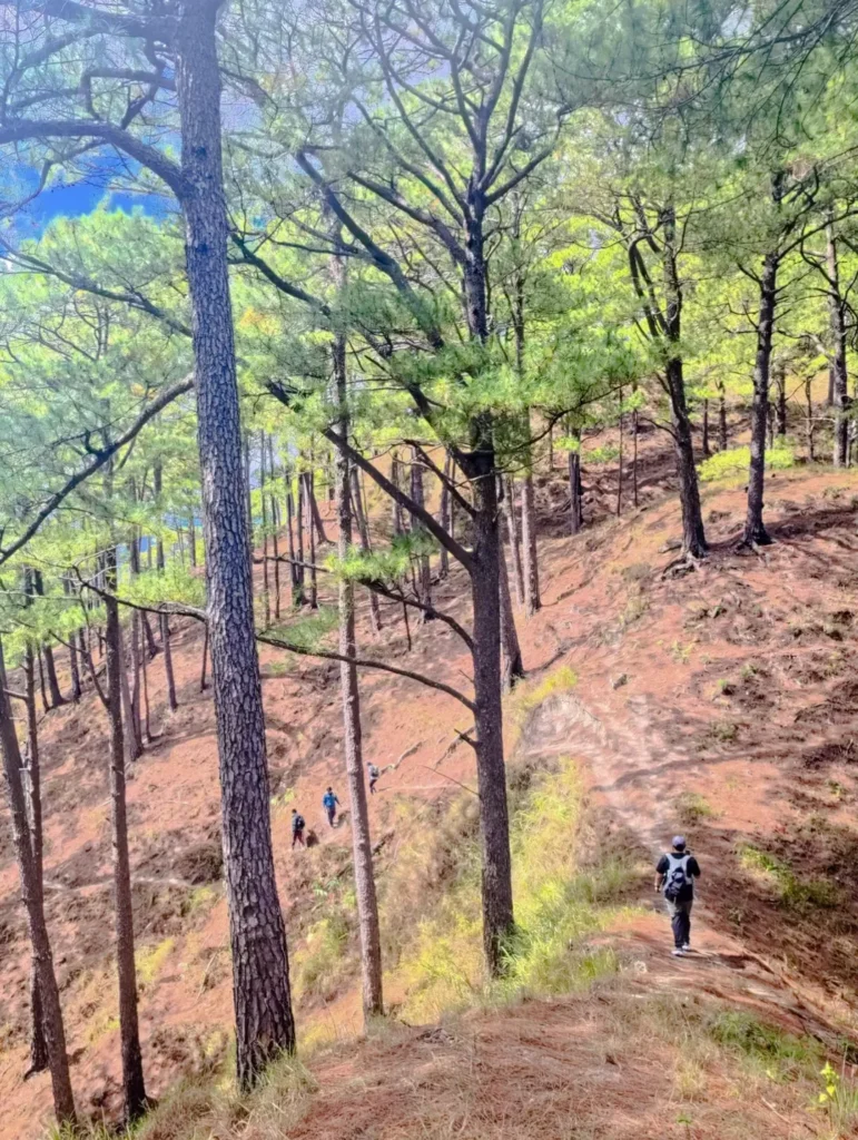 Hikers walking along a steep pine forest trail on Mt. Kotkot traverse, Itogon