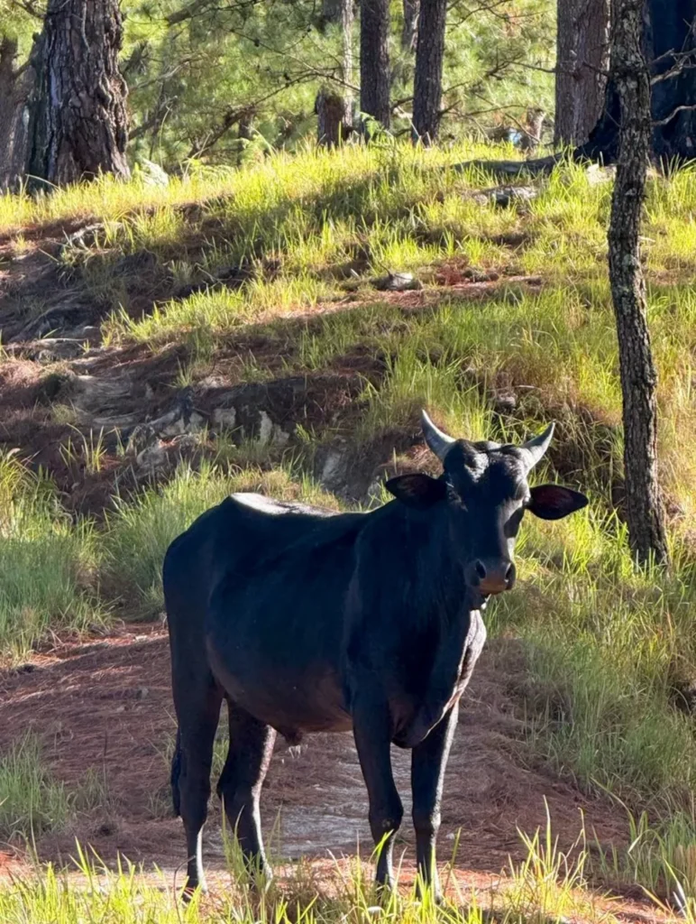 Black cow standing on a pine forest trail in Ampucao, Itogon near Mt. Kotkot