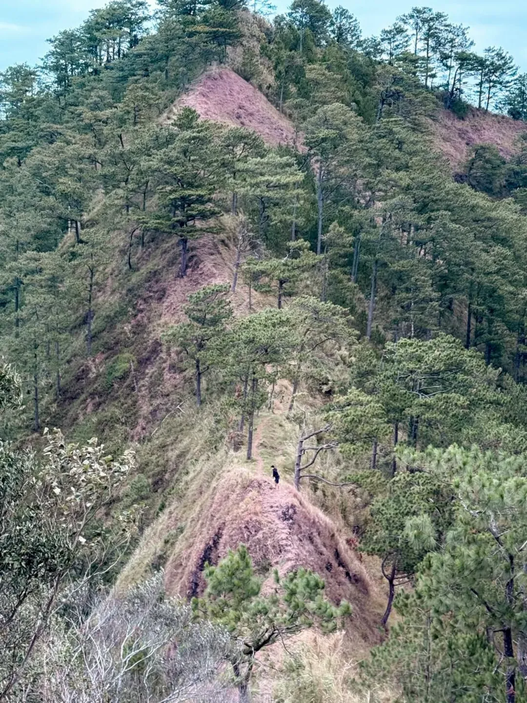 Narrow knife-edge trail section on Mt. Kimat Patil-Ao with pine trees lining the open ridgeline