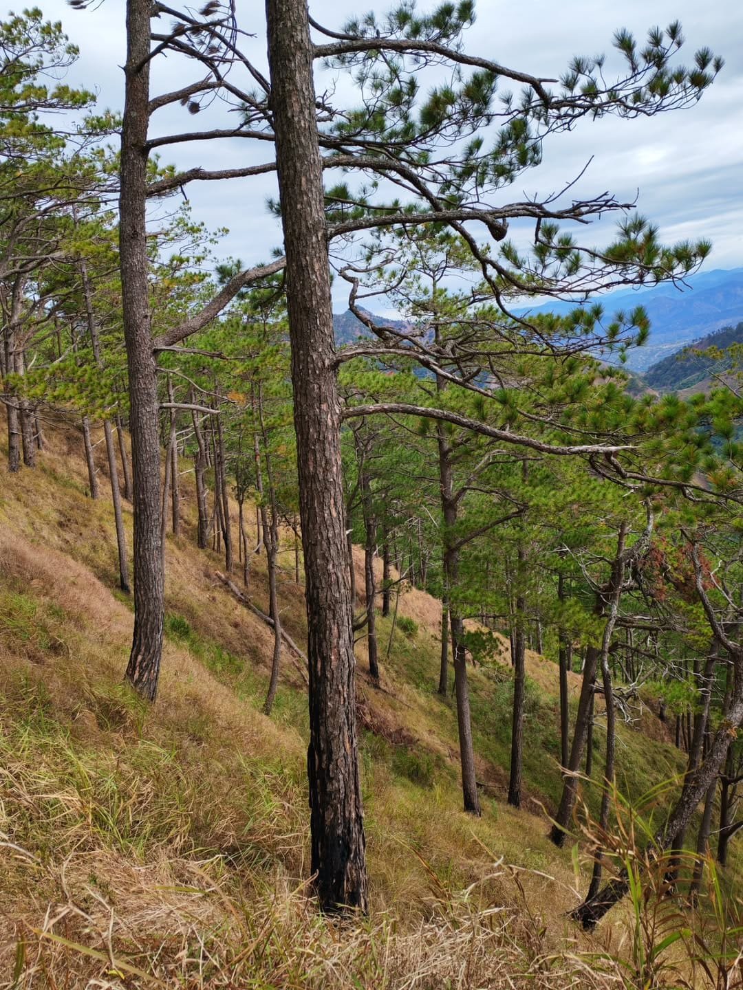 Panoramic left-right ridge view from the traverse trail of Mt. Kimat Patil-Ao, Cervantes, Ilocos Sur