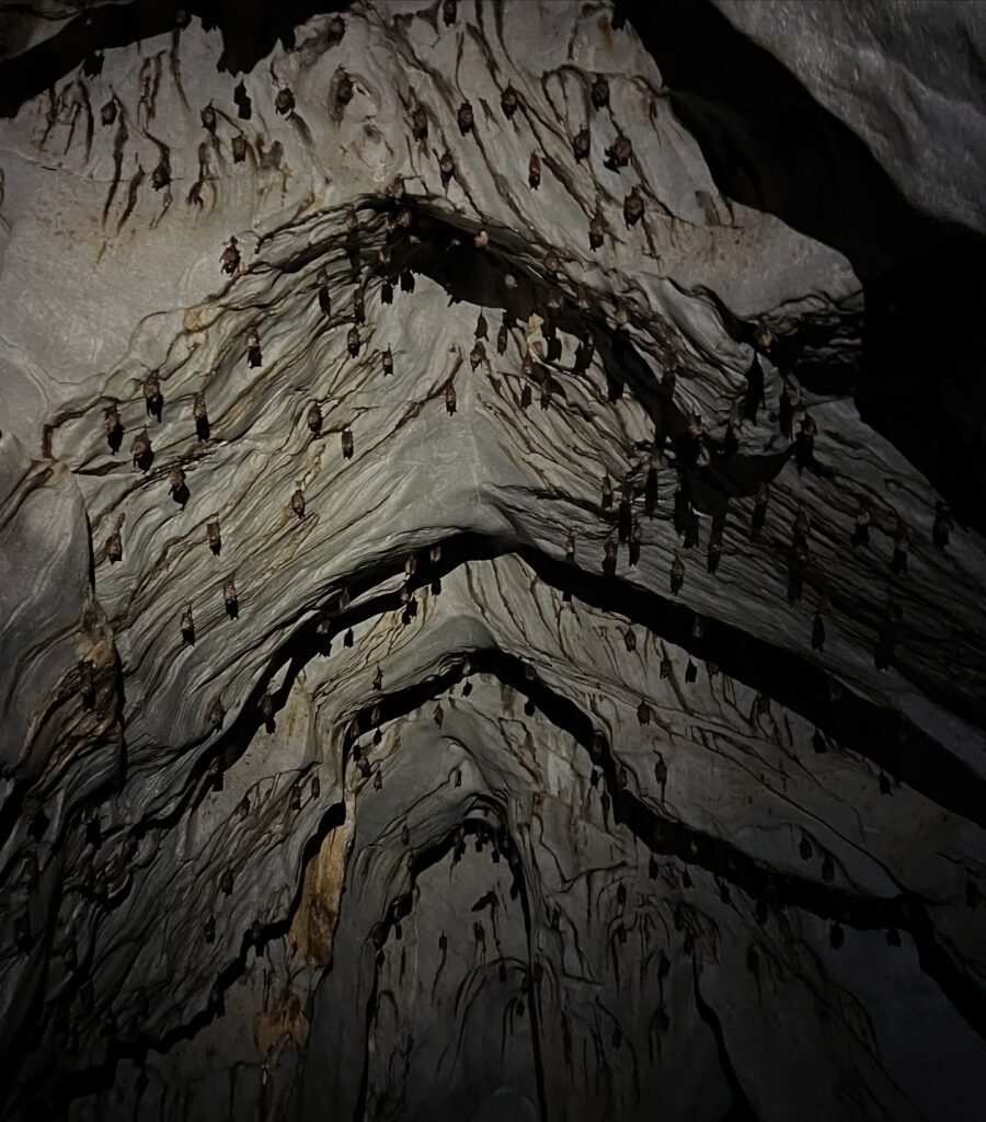 Jungle trail through karst limestone forest connecting Sabang village to the Underground River