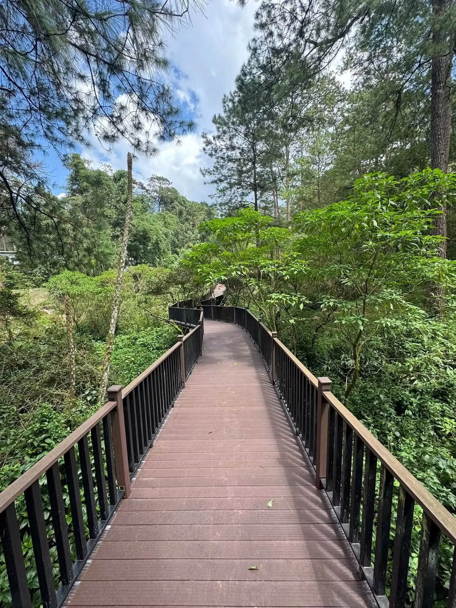Baguio Arboretum Gallery Photo 2026