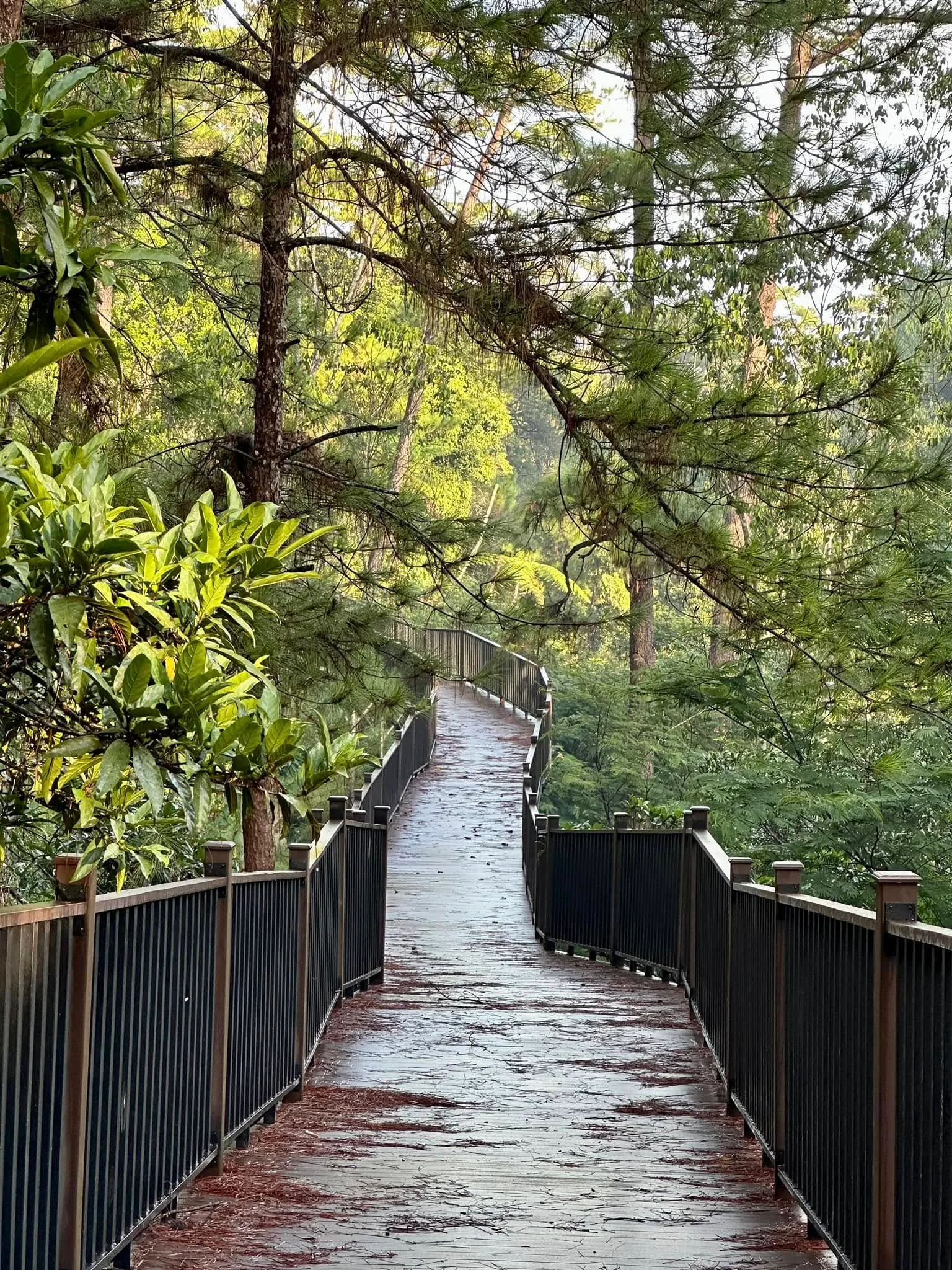 Baguio Arboretum Gallery Photo 2026