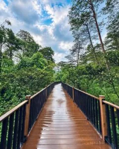 Baguio Arboretum Gallery Photo 2026
